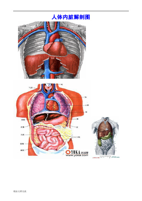 人体各部分及内脏解剖图(全)