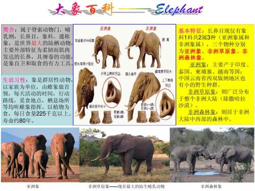 大象百科     Elephant