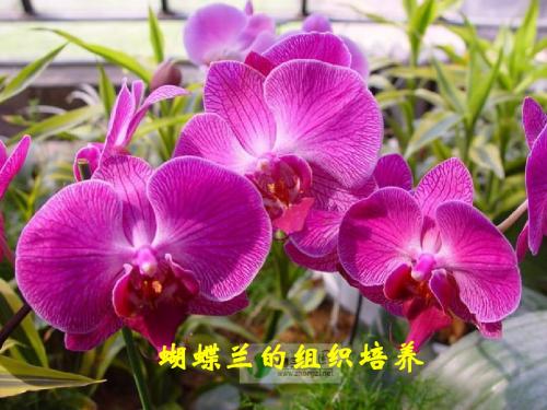 蝴蝶兰组培课件