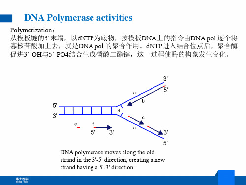 DNA聚合酶简介