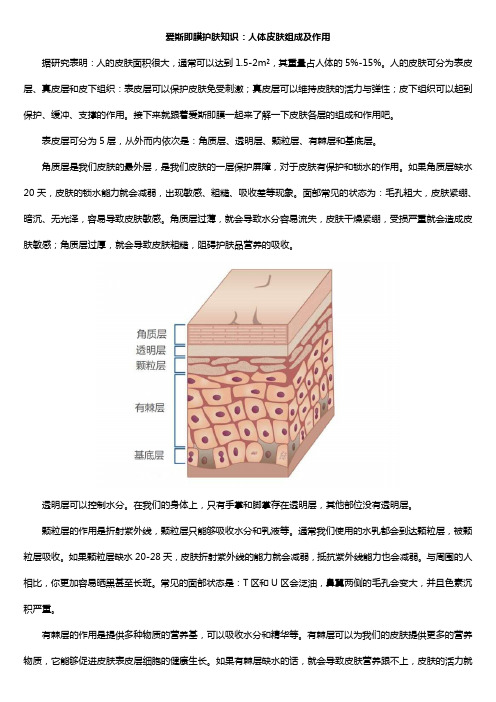 爱斯即膜护肤知识：人体皮肤组成及作用