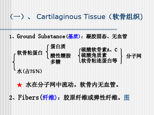 组织胚胎学软骨与骨