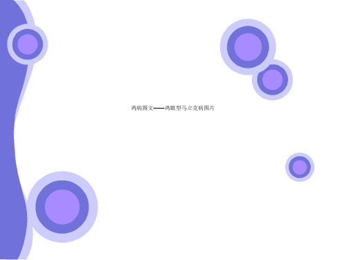 鸡病图文——鸡眼型马立克病图片