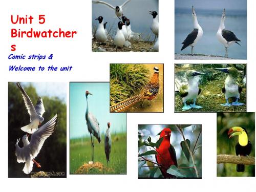 英语：Unit5 《Birdwatchers》ComicWelcome课件(牛津译林版八年级上)