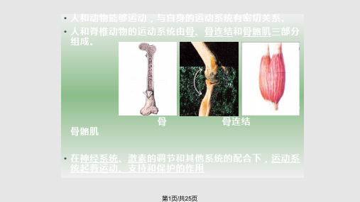 八年级生物北师大动物运动的形成上课完整PPT课件