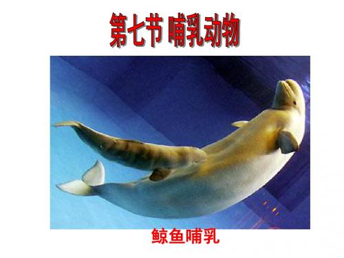 第七节 哺乳动物