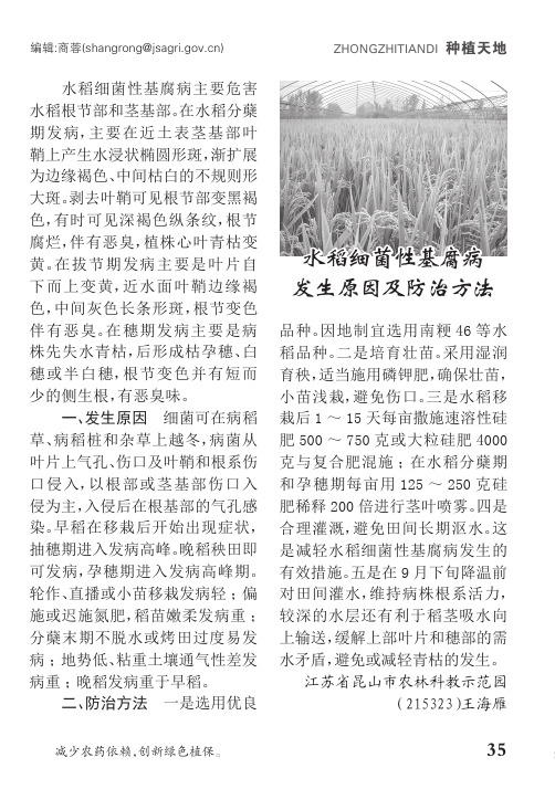 水稻细菌性基腐病发生原因及防治方法