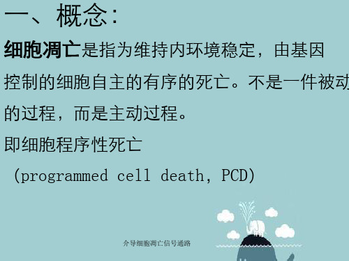 介导细胞凋亡信号通路