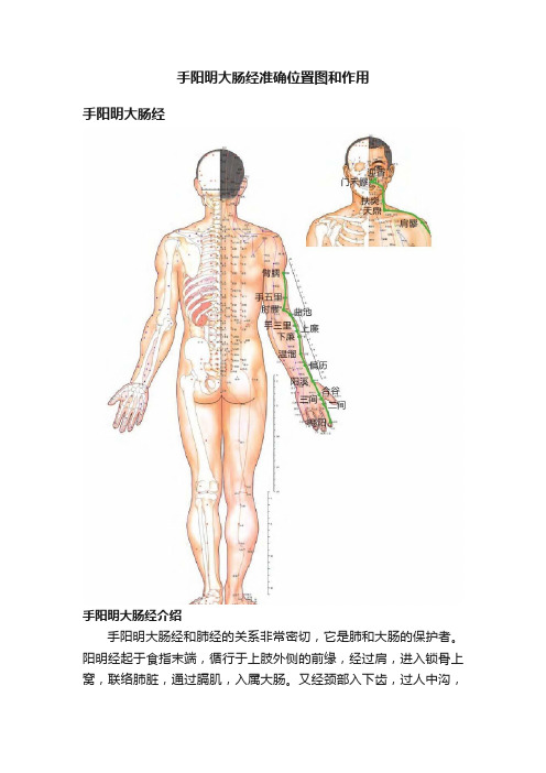 手阳明大肠经准确位置图和作用