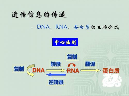 生物化学-DNA复制、转录、翻译