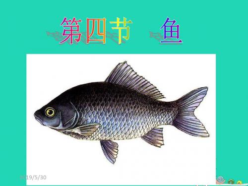 八年级生物上册5.1.4鱼课件(新版)新人教版