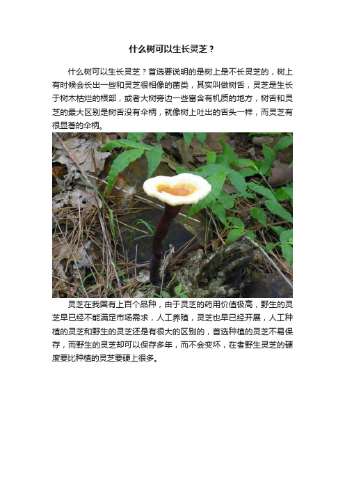 什么树可以生长灵芝？