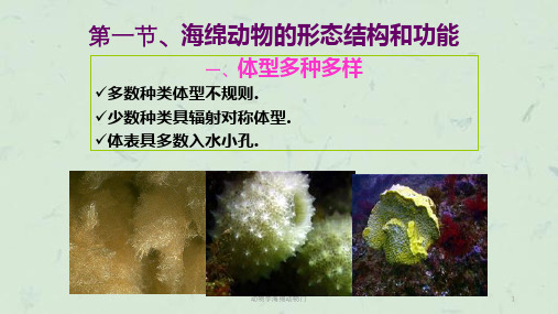 动物学海绵动物门课件