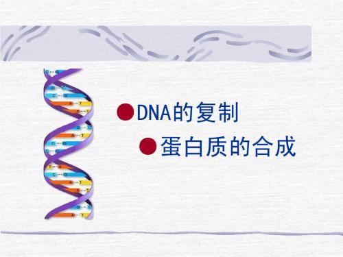 DNA的复制、转录、翻译