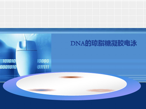 DNA的琼脂糖凝胶电泳