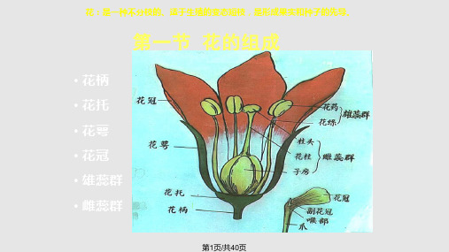 花的形态及发育PPT课件