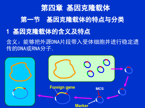 第四章 基因克隆载体1