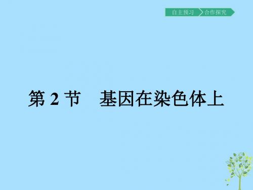 高中生物人教版必修2课件2.2基因在染色体上