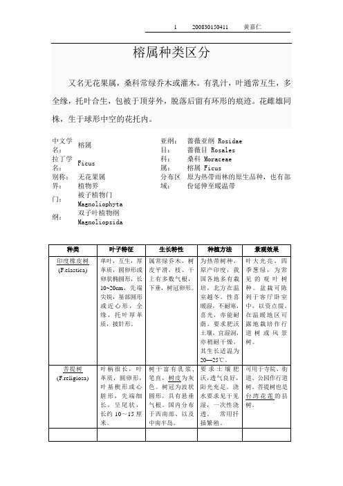 榕属种类区分