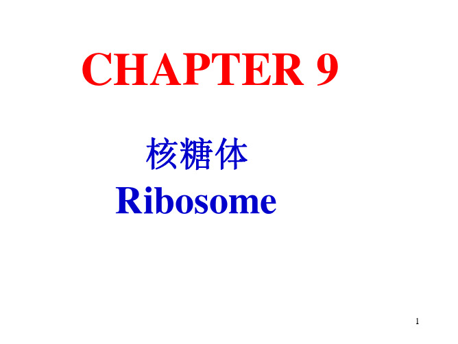 细胞生物学(翟中和版)——第9章 核糖体和核酶