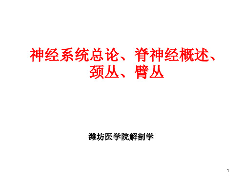 神经系统总论、脊神经概述、颈丛、臂丛PPT课件