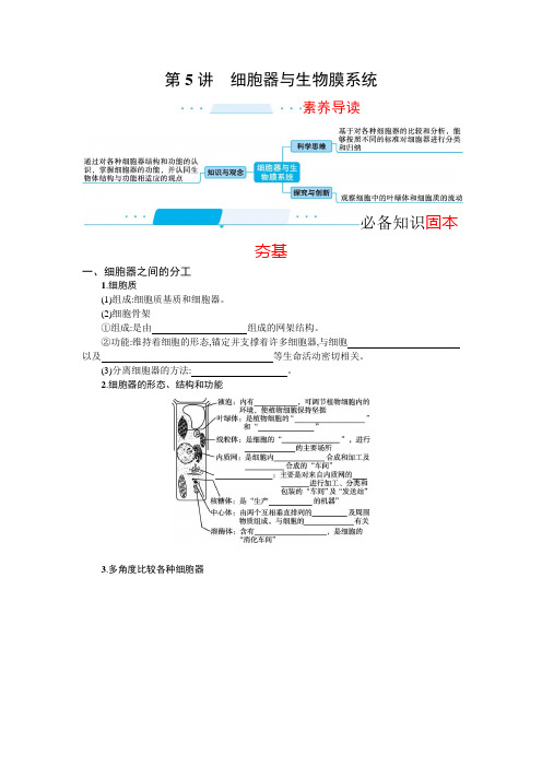 新教材2022届高考生物人教版一轮复习学案：第5讲 细胞器与生物膜系统Word版含答案