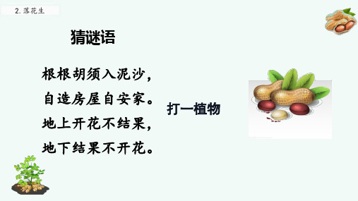 落花生课件(共23张PPT)