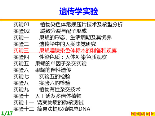 遗传学实验 PPT课件