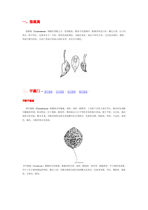 藻类_高等教育-生物学