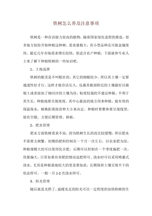 铁树怎么养及注意事项