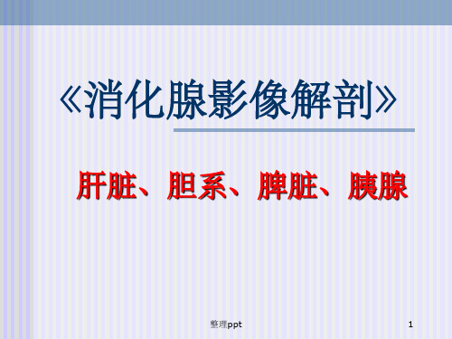 影像解剖学消化腺