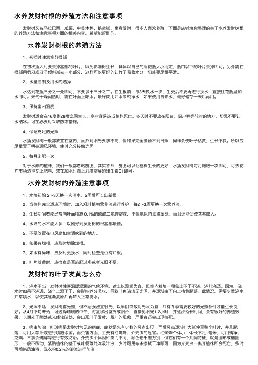 水养发财树根的养殖方法和注意事项