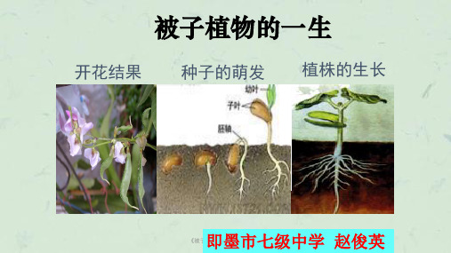 《被子植物的一生》专题复习课件