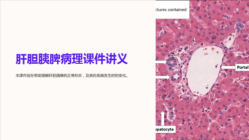 肝胆胰脾病理课件讲义