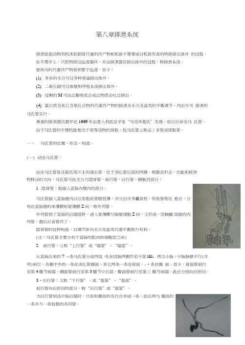 蚕体解剖生理学—排泄系统(教案).doc