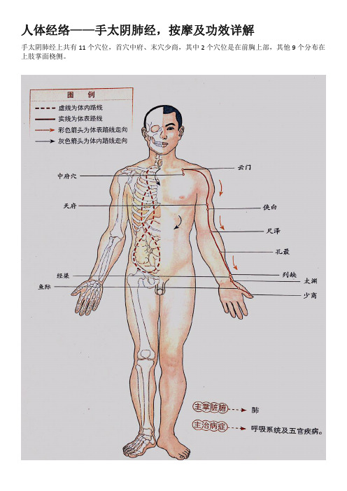 人体经络——手太阴肺经,按摩及功效详解