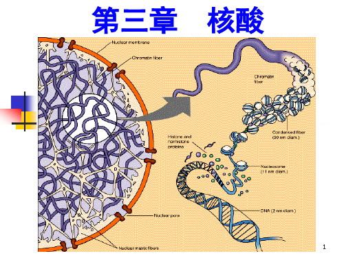 化学生物学导论：第三章 核酸