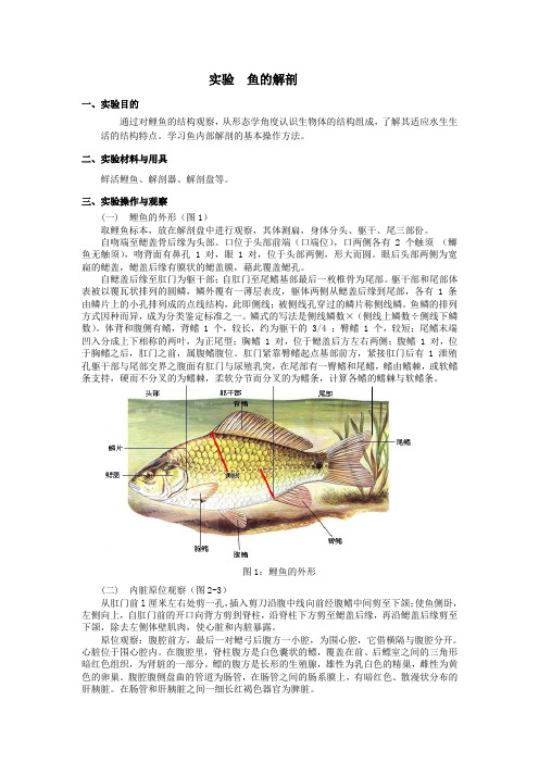 普通生物学-鱼的解剖