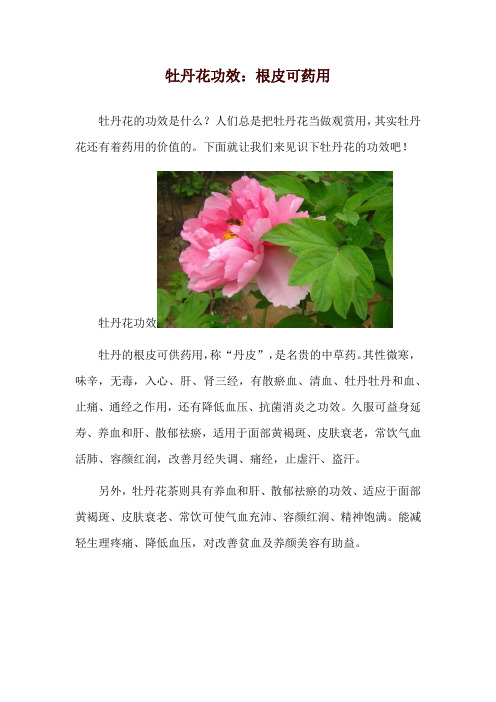 牡丹花功效：根皮可药用