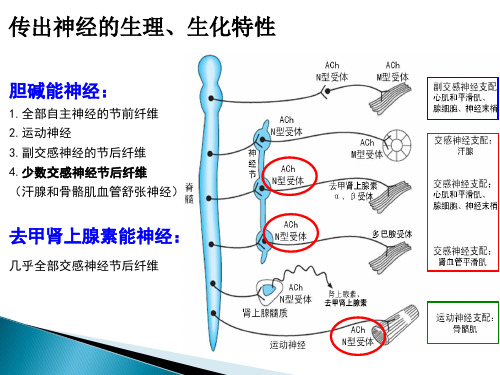 临床药理学PPT第七 八 九章 抗胆碱药和胆碱受体阻断药课件