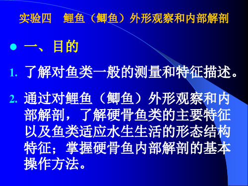 普通生物学试验四 鱼解剖