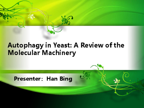 自噬的研究进展ppt课件