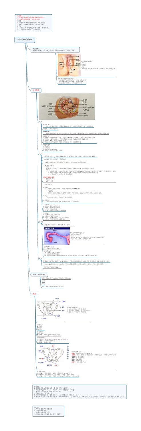 妇产科第一章女性生殖系统解剖