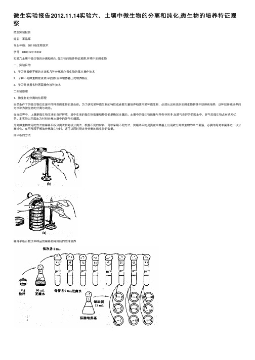 微生实验报告2012.11.14实验六、土壤中微生物的分离和纯化,微生物的培养特征观察