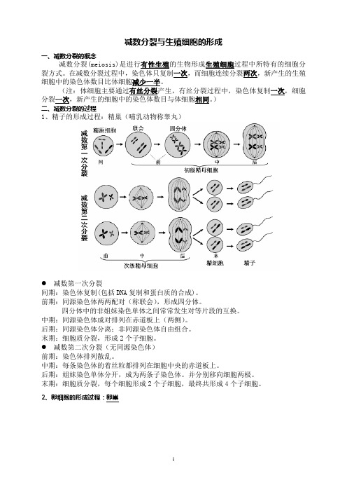 生殖细胞的形成