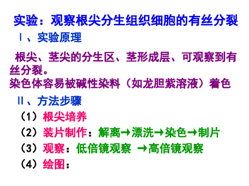 实验：观察根尖分生组织细胞的有丝分裂