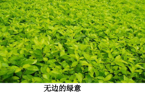 优质课一等奖高中语文必修二《囚绿记》课件 (1)