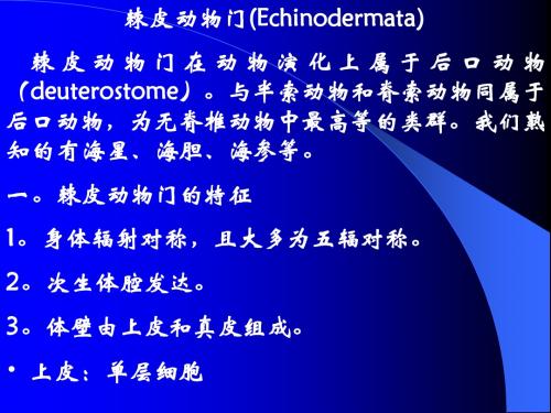 动物学 8棘皮动物门(Echinodermata)