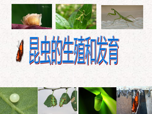 济南版八年级生物上册课件第四单元第二章