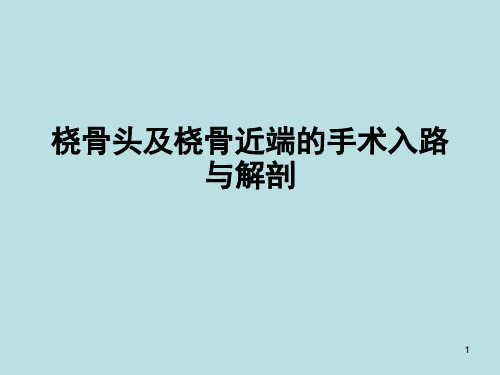 桡骨头及桡骨近端的手术入路与解剖ppt课件